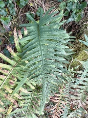 Polypodiodes amoena