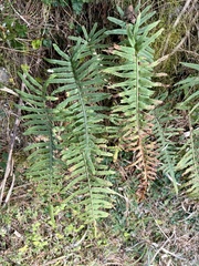 Polypodiodes amoena