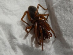 Dysderidae