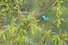 Dacnis nigripes