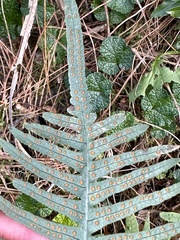 Polypodiodes amoena