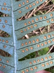 Polypodiodes amoena