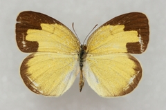 Eurema hecabe hecabe