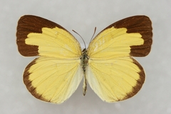 Eurema hecabe hecabe