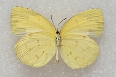 Eurema hecabe hecabe