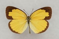 Eurema hecabe hecabe