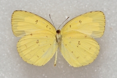 Eurema hecabe hecabe