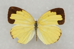 Eurema hecabe hecabe