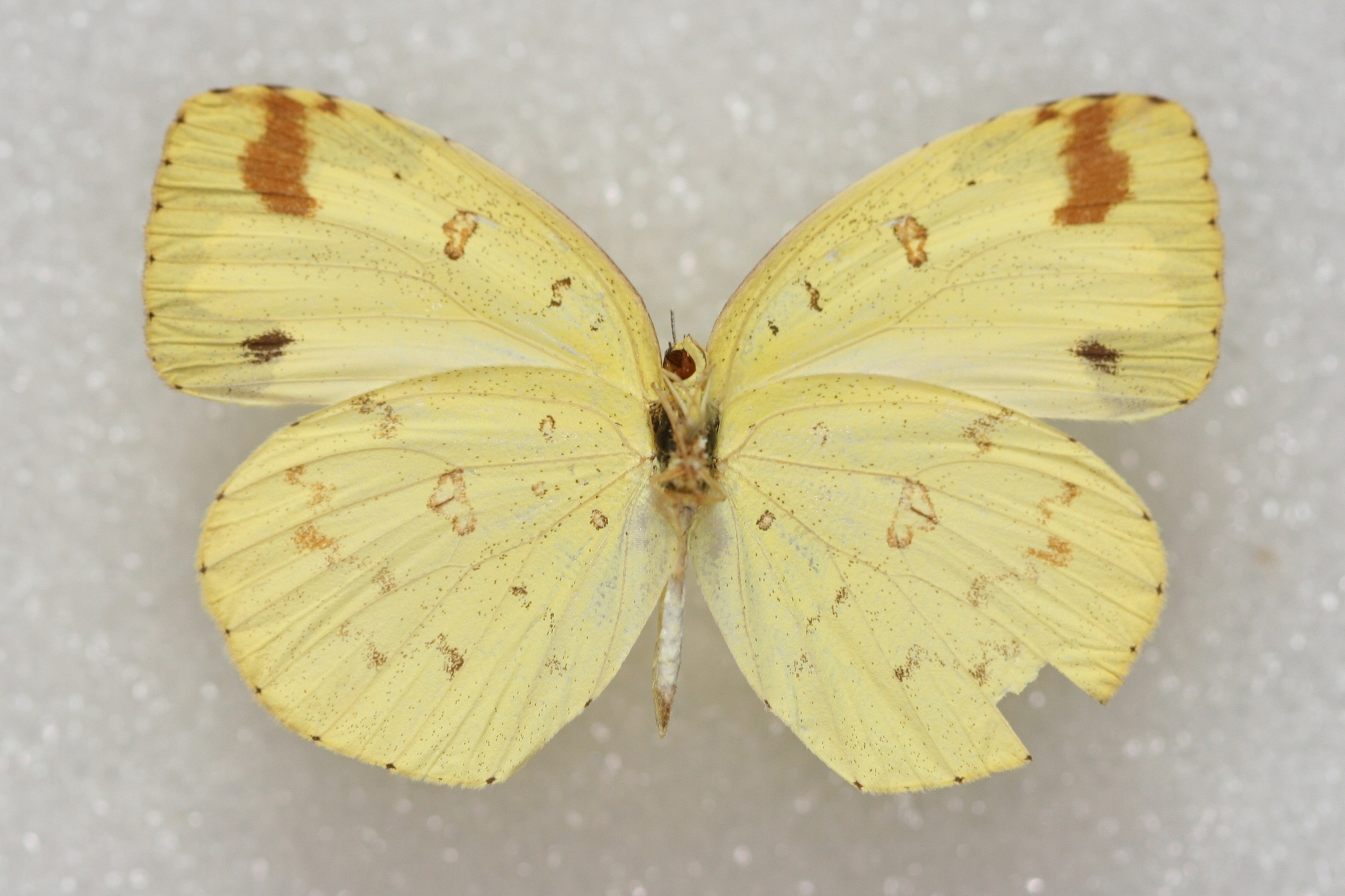 Common Grass Yellow