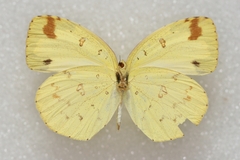 Eurema hecabe hecabe
