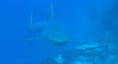 Carcharhinus perezii