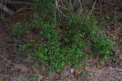 Alternanthera flavescens