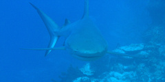 Carcharhinus perezii