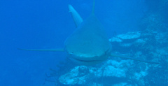 Carcharhinus perezii