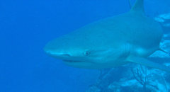 Carcharhinus perezii