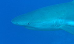 Carcharhinus perezii