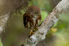 Glaucidium minutissimum