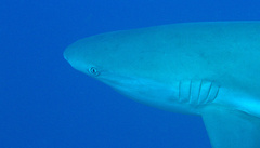 Carcharhinus perezii