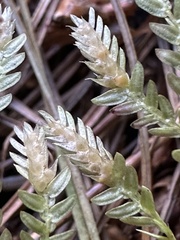 Selaginella labordei