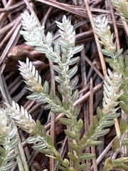 Selaginella labordei