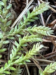 Selaginella labordei