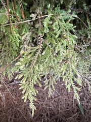 Selaginella labordei