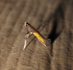 Caloptilia azaleella