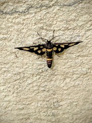 Lepidoptera