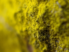 Chrysothrix candelaris