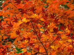 Acer palmatum