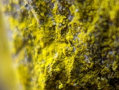 Chrysothrix candelaris