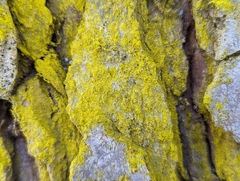 Chrysothrix candelaris