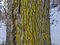 Chrysothrix candelaris