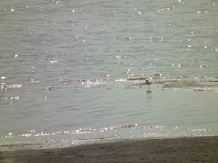 Charadrius placidus