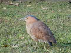 Gorsachius melanolophus