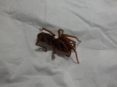 Dysderidae