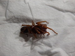 Dysderidae