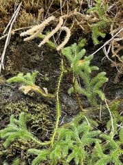 Lycopodium japonicum