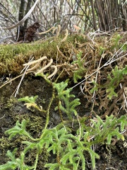 Lycopodium japonicum