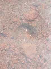 Parablennius parvicornis