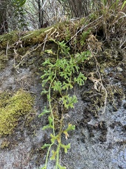 Lycopodium japonicum