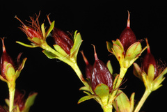 Hypericum cistifolium