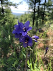 Polemonium acutiflorum