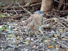 Gorsachius melanolophus