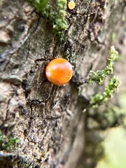 Troides minos