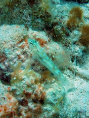 Coryphopterus eidolon