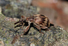 Anthonomus rectirostris