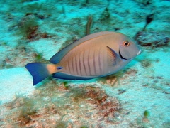 Acanthurus chirurgus