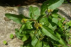 Rorippa indica