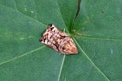 Archips oporana
